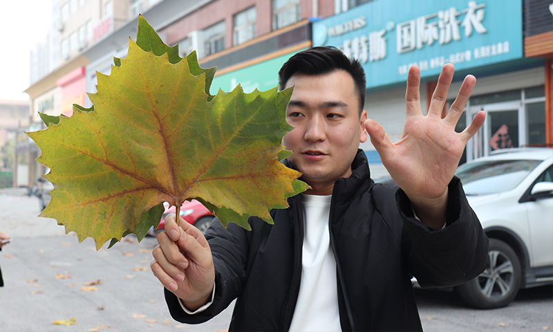 純電動樹葉收集車，秋季梧桐落葉收集轉(zhuǎn)運終結者